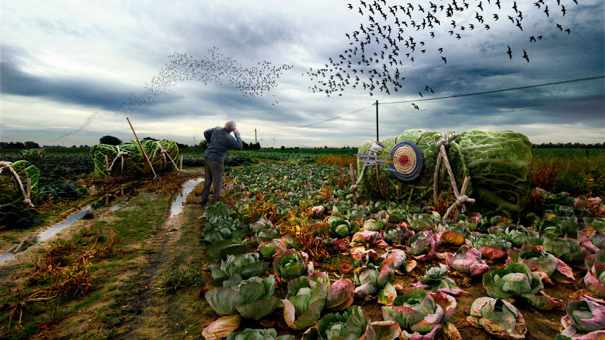 Digital Art: surreale Montage von Kohlrouladen auf einem verrottetem Kohlfeld. Ein alter Mann schaut in den Himmel hinauf zu tausenden in Schwärmen fliegenden Fledermäusen. Fotografie lässt Fiktion zur Wirklichkeit werden und erlaubt die künstlerische Umsetzung ohne Grenzen.